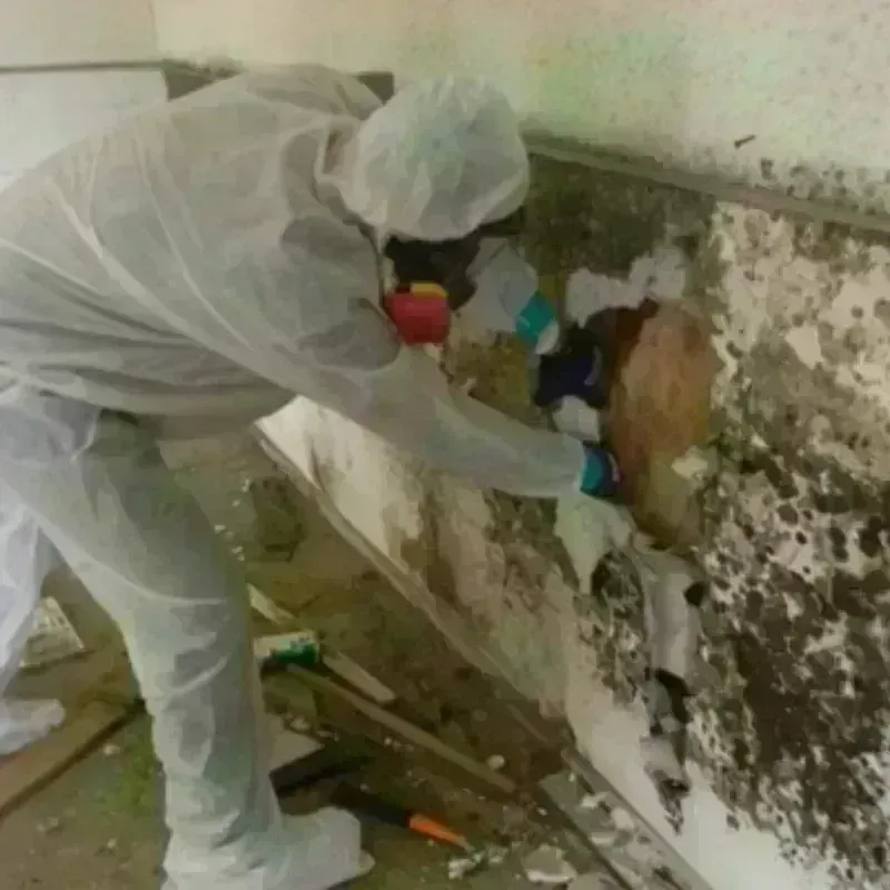 Mold Remediation and Removal in Isle of Wight County, VA